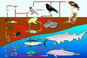 Łańcuch do żywności - definicja, typy, wartość, poziomy i schematy troficzne Łańcuch do żywności - definicja, typy, wartość, poziomy i schematy troficzne